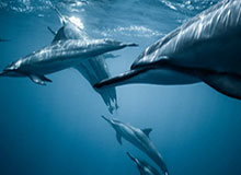 MK体育下载-BetVictor伟德官方网站：开启全球体育与娱乐的新纪元